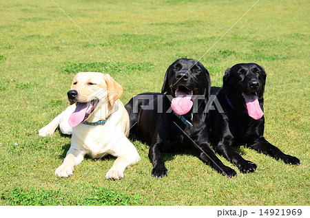 いっぱい遊んだね♪ 14921969