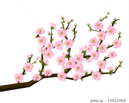 Oriental style painting, cherry blossom in spring 14922069