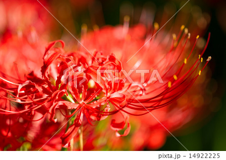彼岸花 14922225