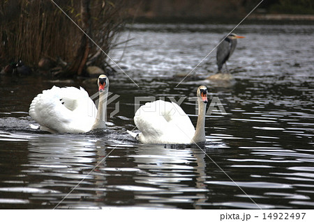 湖面の白鳥達と青鷺-Swans & Blue Heron in the lake 14922497