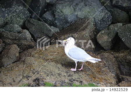 ヒトデを口にくわえるかもめーseagull Put Starfish To His Mouthの写真素材