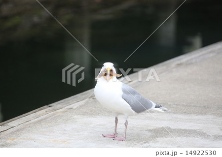 ヒトデを口にくわえるかもめーseagull Put Starfish To His Mouthの写真素材