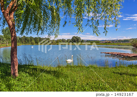 White swan on small pond. 14923167