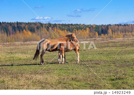 newborn foal suckling newborn foal suckling 14923249