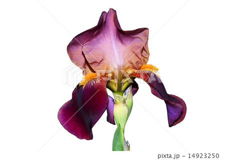 violet iris on white violet iris on white 14923250