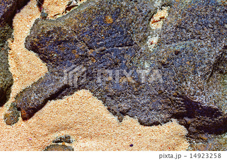 coral bleaching on the beach of Red Sea 14923258