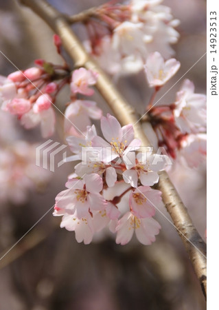 桜 センゲンシダレ 桜 センゲンシダレ 14923513