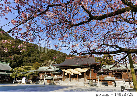 桜 桜 14923729
