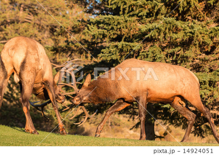 Bull Elk Fighting 14924051