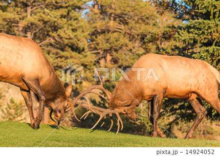 Bull Elk Fighting 14924052