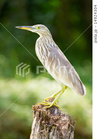 The bird in the Kerala backwaters jungle 14924304