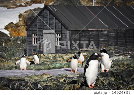 penguins in Antarctica penguins in Antarctica 14924335