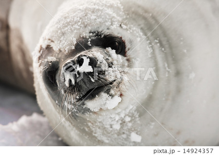 snot-nosed seal 14924357