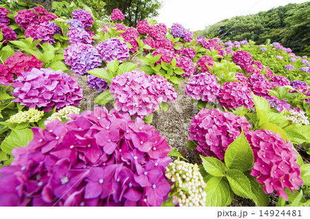 あじさい 14924481