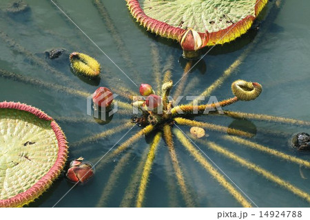 オオオニバスの芽 14924788