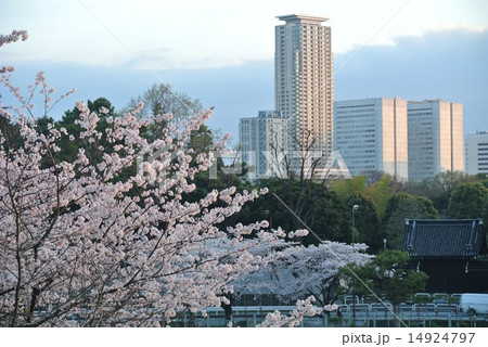 桜とビル 14924797