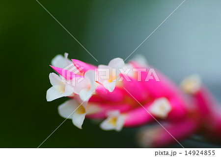 ティランジア・テヌイフォリア・スリナメンシ、パイナップル科、熱帯アメリカ 14924855