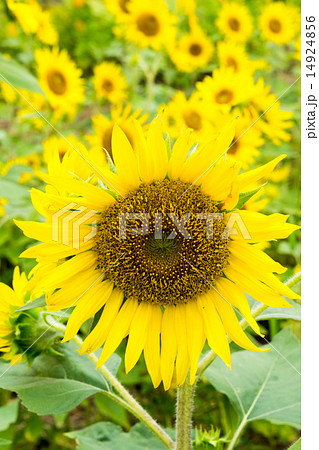 ポットオレンジ、ヒマワリ、向日葵 14924856