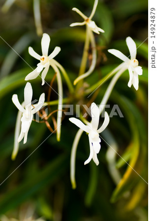 フウラン、日本 14924879