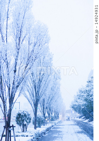 雪、雪景色、雪化粧 14924931