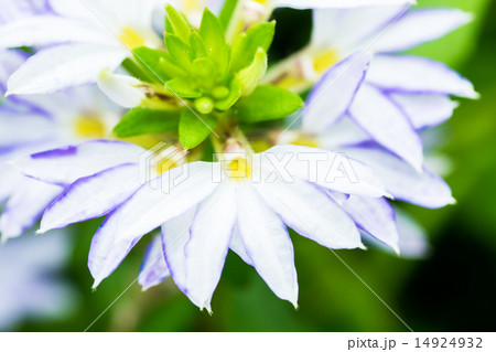 スカエヴォラ・アエムラ, ブルーファンフラワー、 オーストラリア南東部 14924932