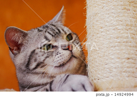 爪を研ぐ猫 14924994