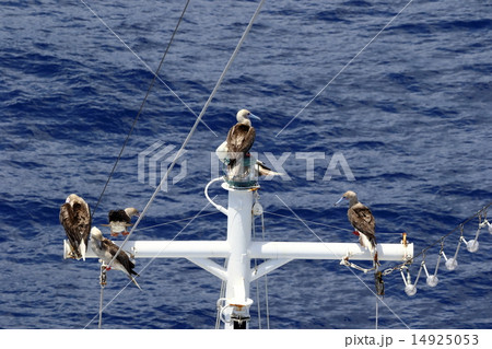 珊瑚海」 14925053