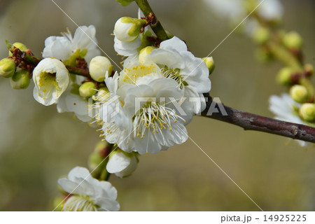 白い花の枝垂れ梅 白い花の枝垂れ梅 14925225