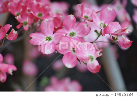 赤いハナミズキの花 14925234