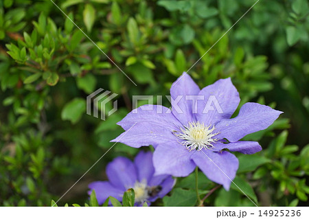クレマチス クレマチス 14925236