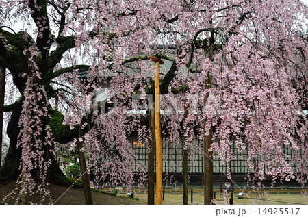 春・桜シリーズ~麻績の舞台桜の赴き 春・桜シリーズ~麻績の舞台桜の赴き 14925517