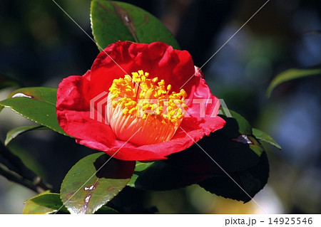 肥後椿の写真素材 [14925546] - PIXTA