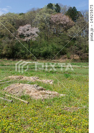 陽春の田圃 14925675