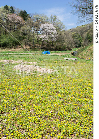 キジムシロの咲く田圃 14925676