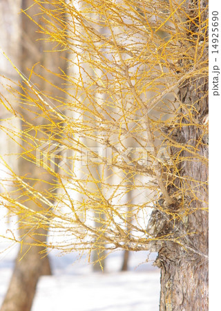 落葉樹　冬枯れの枝と残雪 14925690