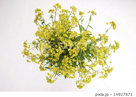 カブの花　カブ　聖護院カブ 14927871