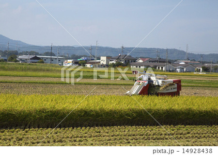 秋空・稲刈り 14928438