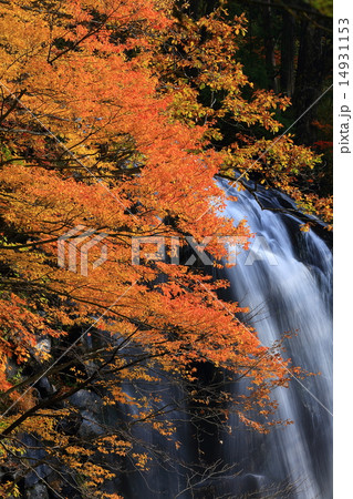 秋田県阿仁町 立又渓谷 一の滝の紅葉 秋田県阿仁町 立又渓谷 一の滝の紅葉 14931153