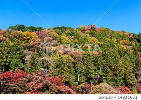 早朝の紅葉風景 早朝の紅葉風景 14931631