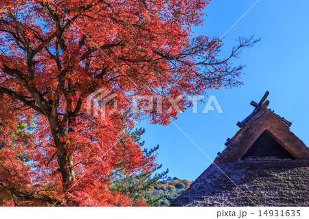 早朝の紅葉風景 早朝の紅葉風景 14931635