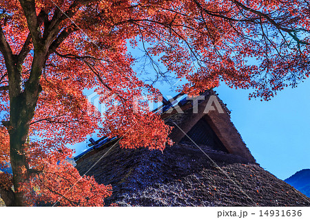 早朝の紅葉風景 早朝の紅葉風景 14931636
