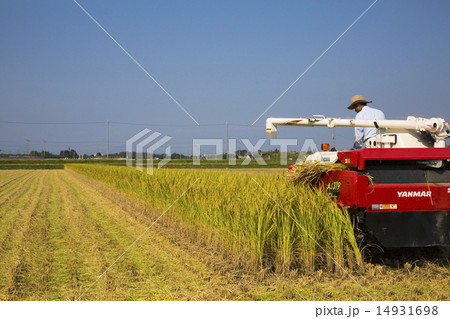 秋空・稲刈り 秋空・稲刈り 14931698