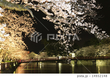 小田原城址公園の夜桜 14932148