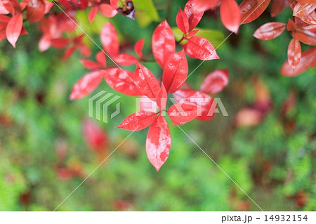 雨の中の赤芽 14932154