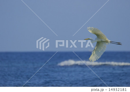 海を飛ぶシラサギ 14932181