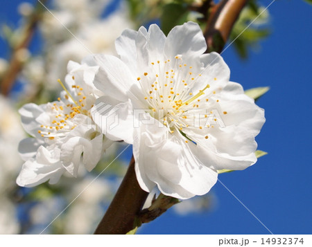 白い桃の花の写真素材