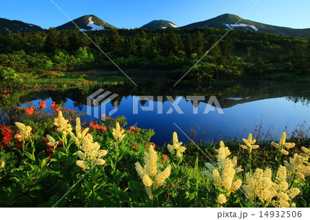 八甲田　春の睡蓮沼 14932506