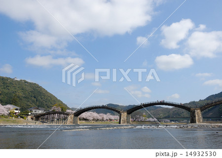 錦帯橋（春、桜満開） 14932530