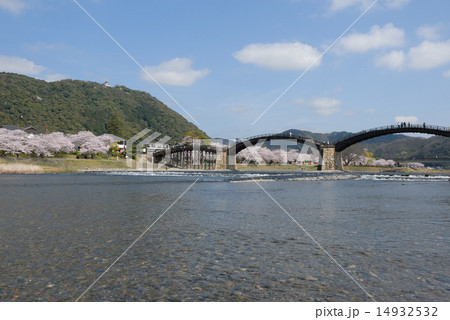 錦帯橋（春、桜満開） 14932532
