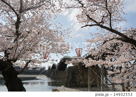 錦帯橋（春、桜満開）の写真素材 [14932553] - PIXTA